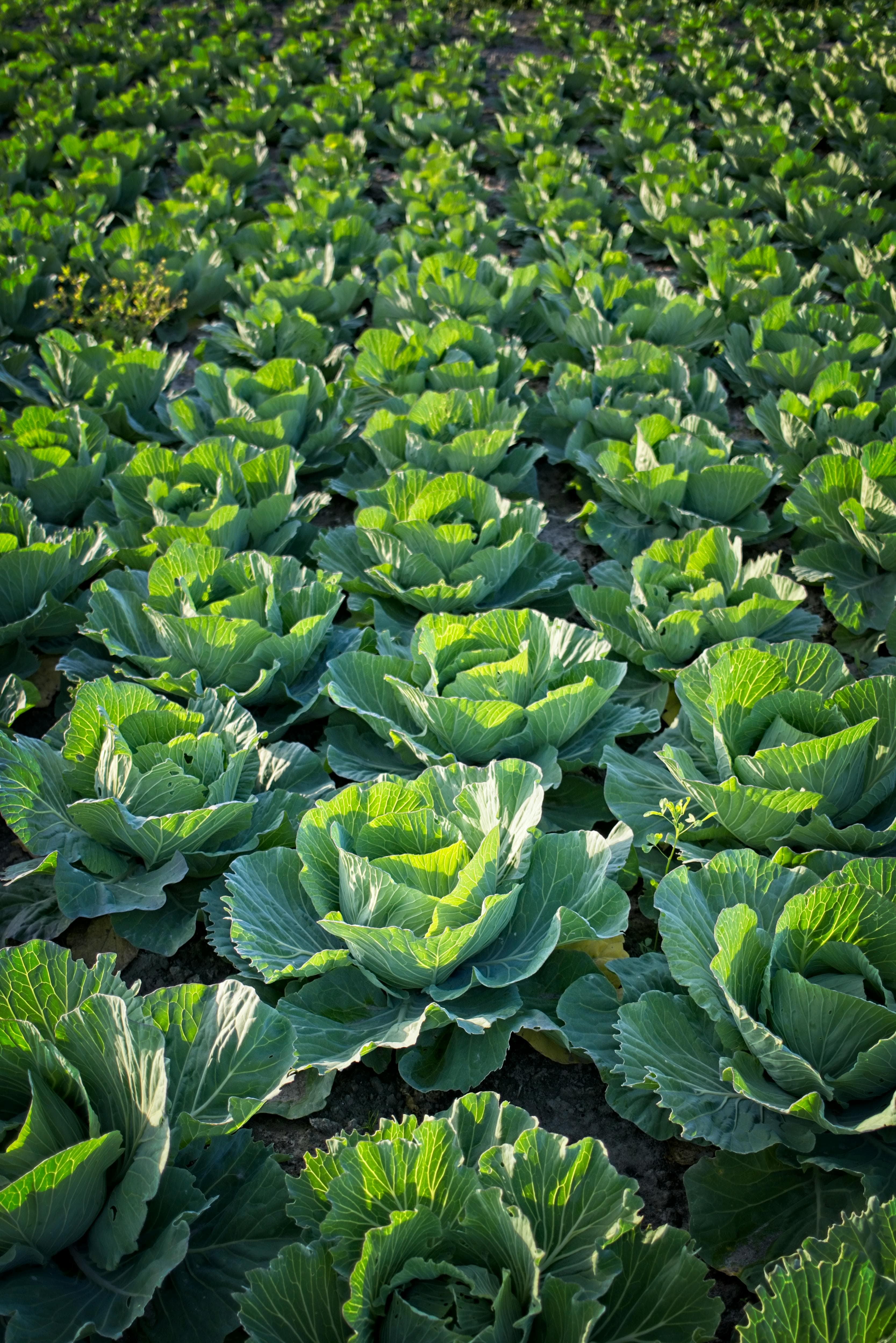How Uza Zao Supports Small-Scale Farmers