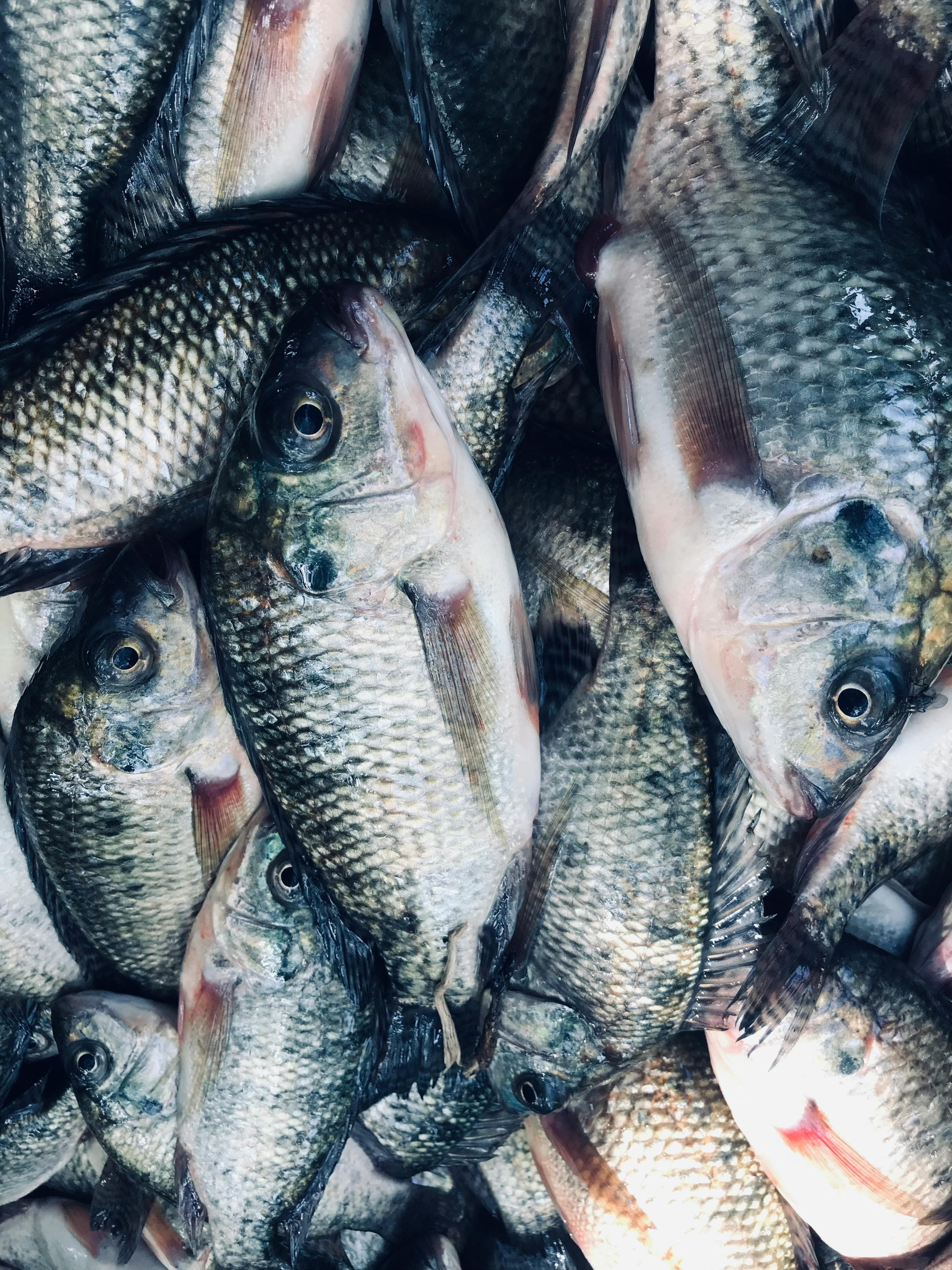 Maximize Farm Profits with These Market Insights